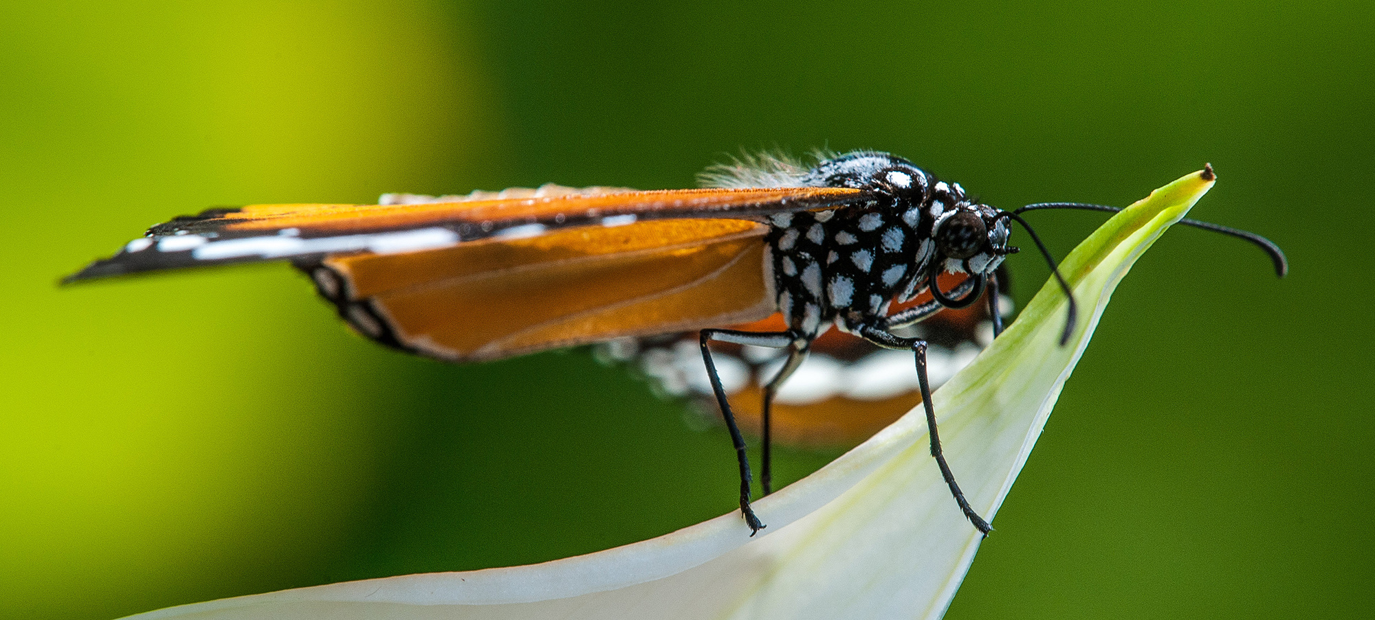 flieger....