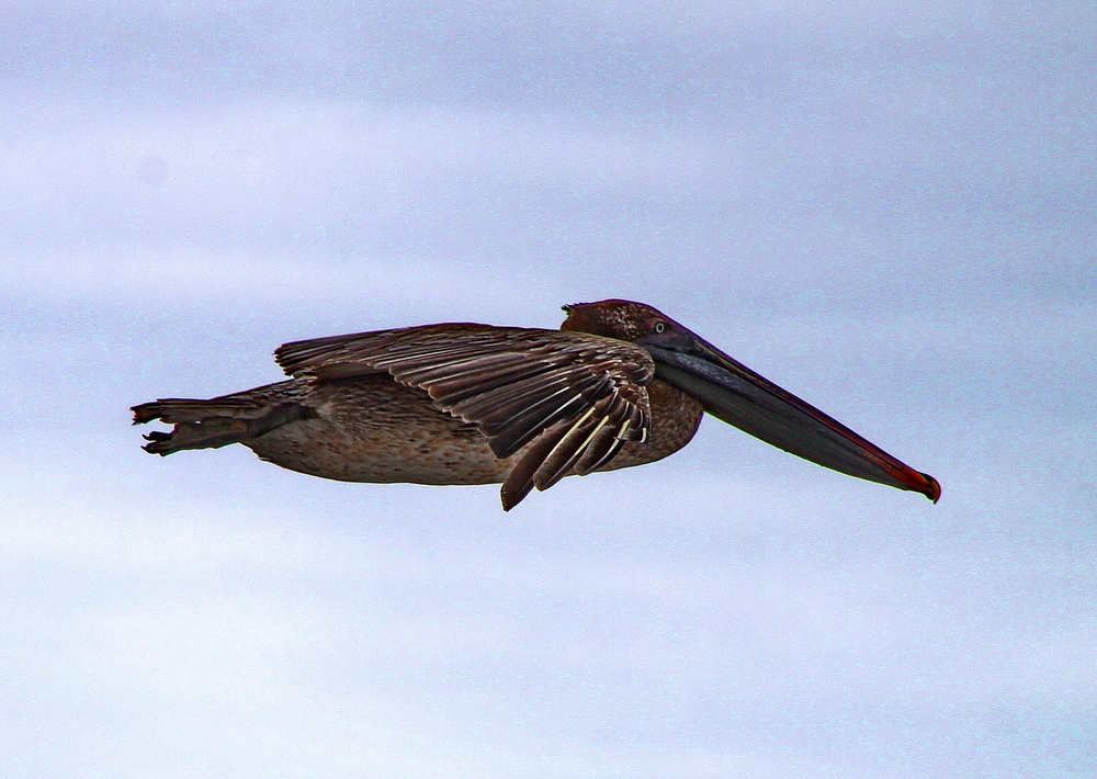 Flieger