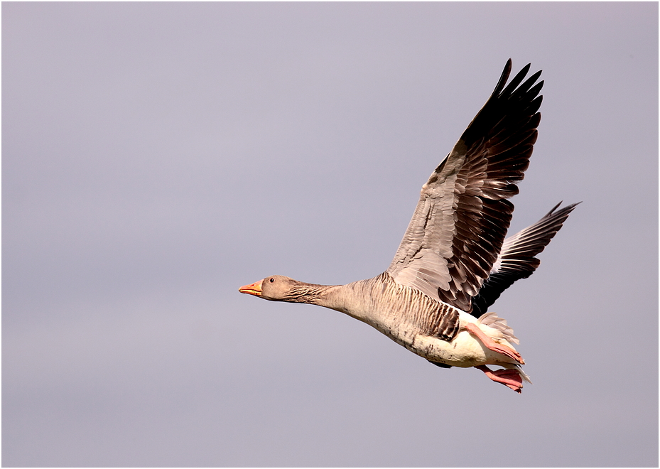 Flieger