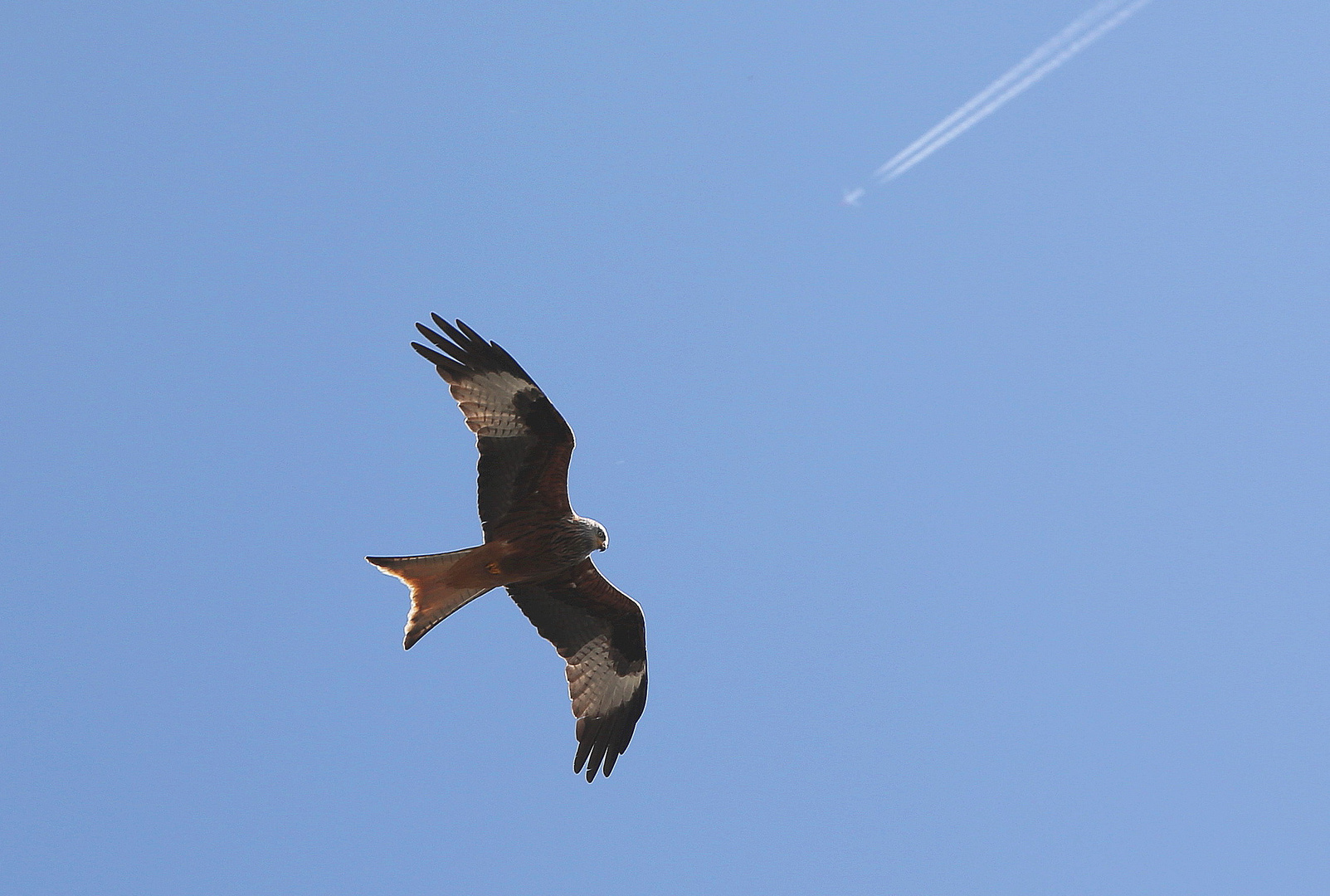 flieger am himmel