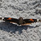 Flieger am Strand