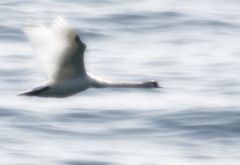 Flieger auf Fehmarn