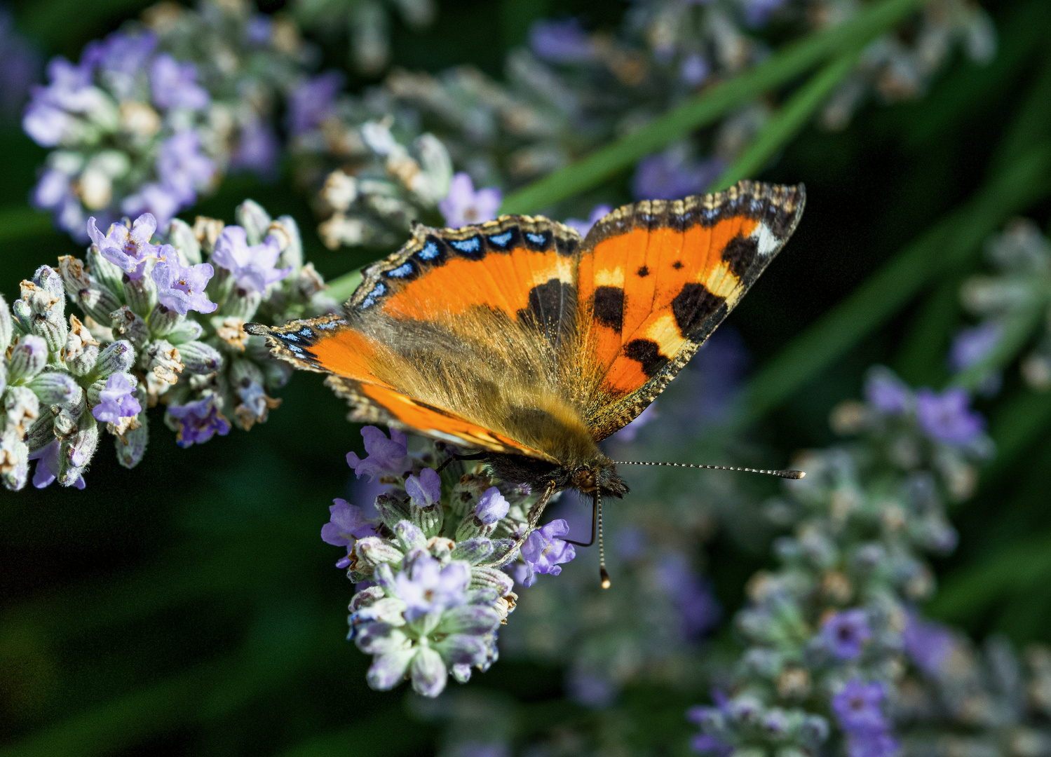 Flieger auf Lavendel