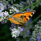 Flieger auf Lavendel