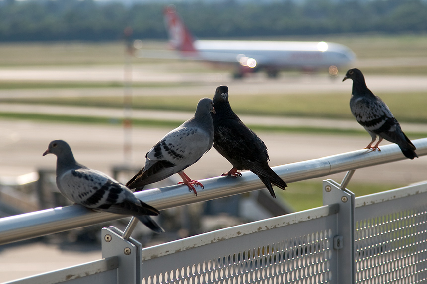 Flieger