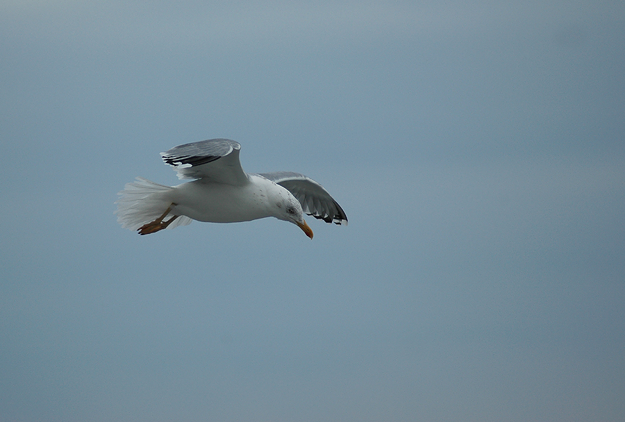 Flieger der Meere