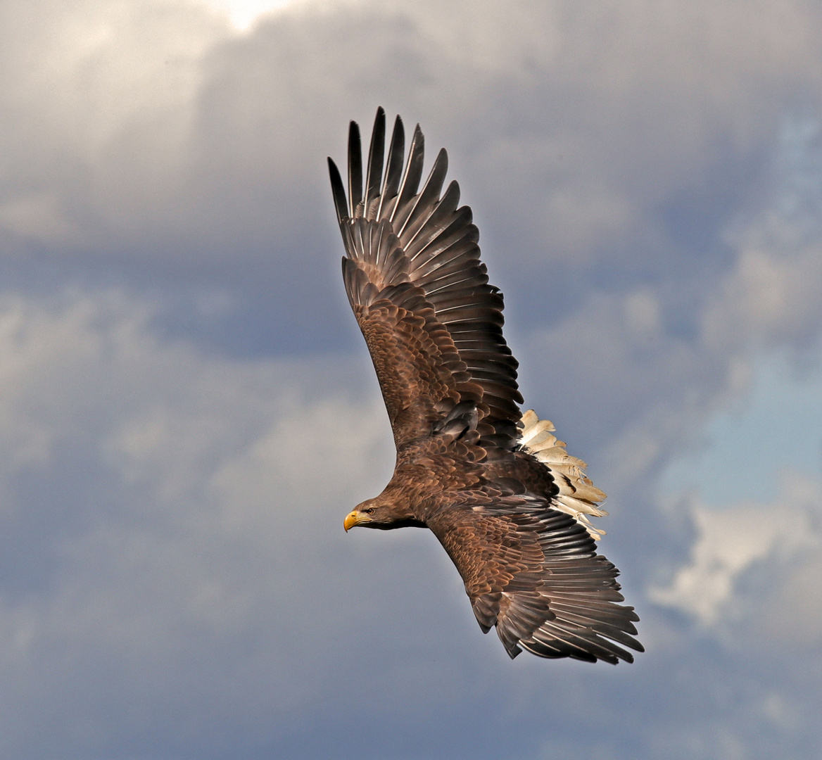 Flieger