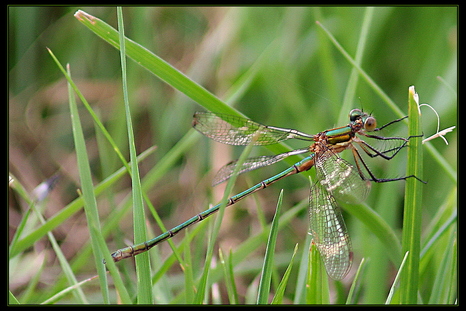 Flieger :)