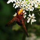 FLIEGER GRÜSS MIR  DIE SONNE....