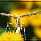 Flieger ,Grüß mir die Sonne