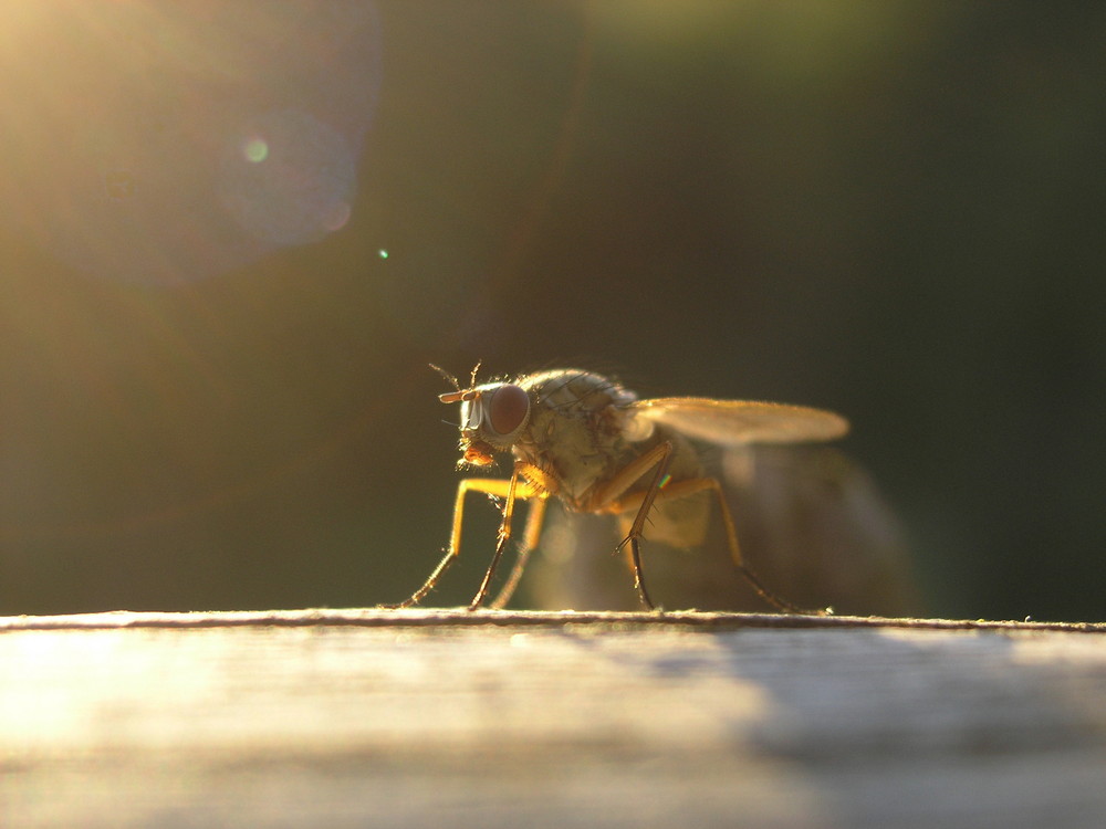 Flieger vor dem Start