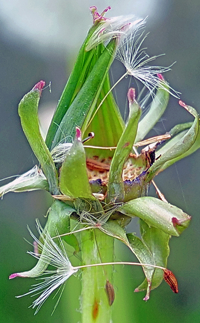 Fliegerblümchenreste