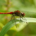 Fliegerpersönlichkeiten - blutrote Heidelibelle