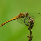 Fliegerpersönlichkeiten - blutrote Heidelibelle