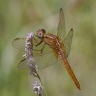 Fliegerpersönlichkeiten - Feuerlibelle (Junge)