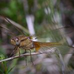 Fliegerpersönlichkeiten - Feuerlibelle (m)