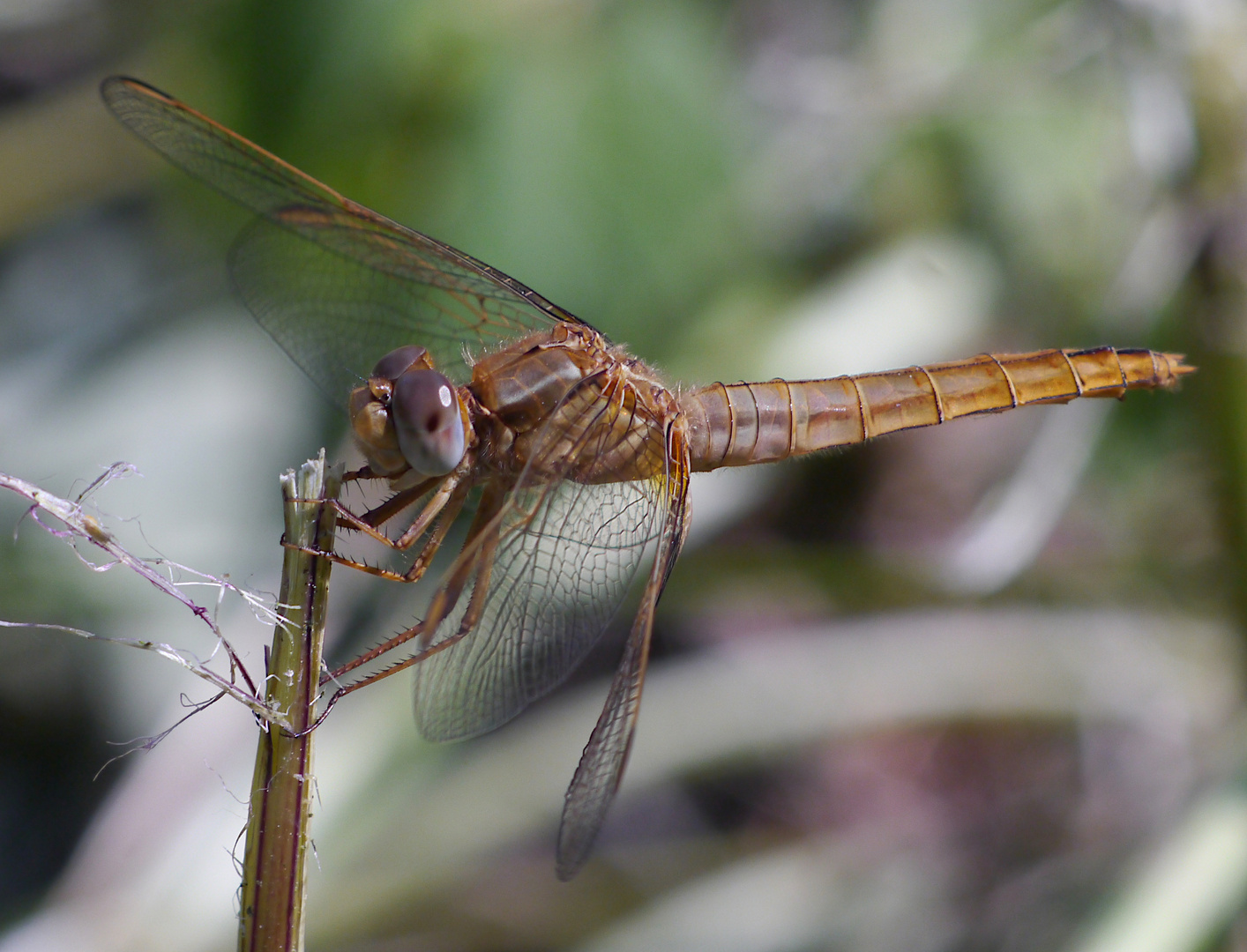 Fliegerpersönlichkeiten - Feuerlibelle (Mädchen)