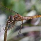 Fliegerpersönlichkeiten - Feuerlibelle (Mädchen)