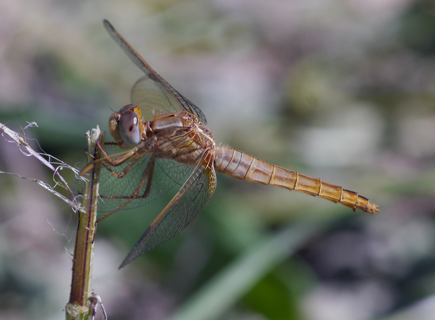 Fliegerpersönlichkeiten - Feuerlibelle (Mädchen)