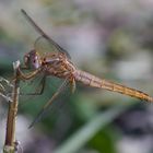 Fliegerpersönlichkeiten - Feuerlibelle (Mädchen)