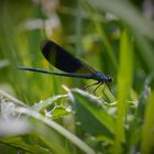 Fliegerpersönlichkeiten - gebänderte Prachtlibelle (m)