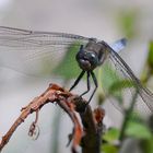 Fliegerpersönlichkeiten - großer Blaupfeil