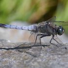 Fliegerpersönlichkeiten - großer Blaupfeil