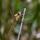 Fliegerpersönlichkeiten - großer Blaupfeil (juvenil)