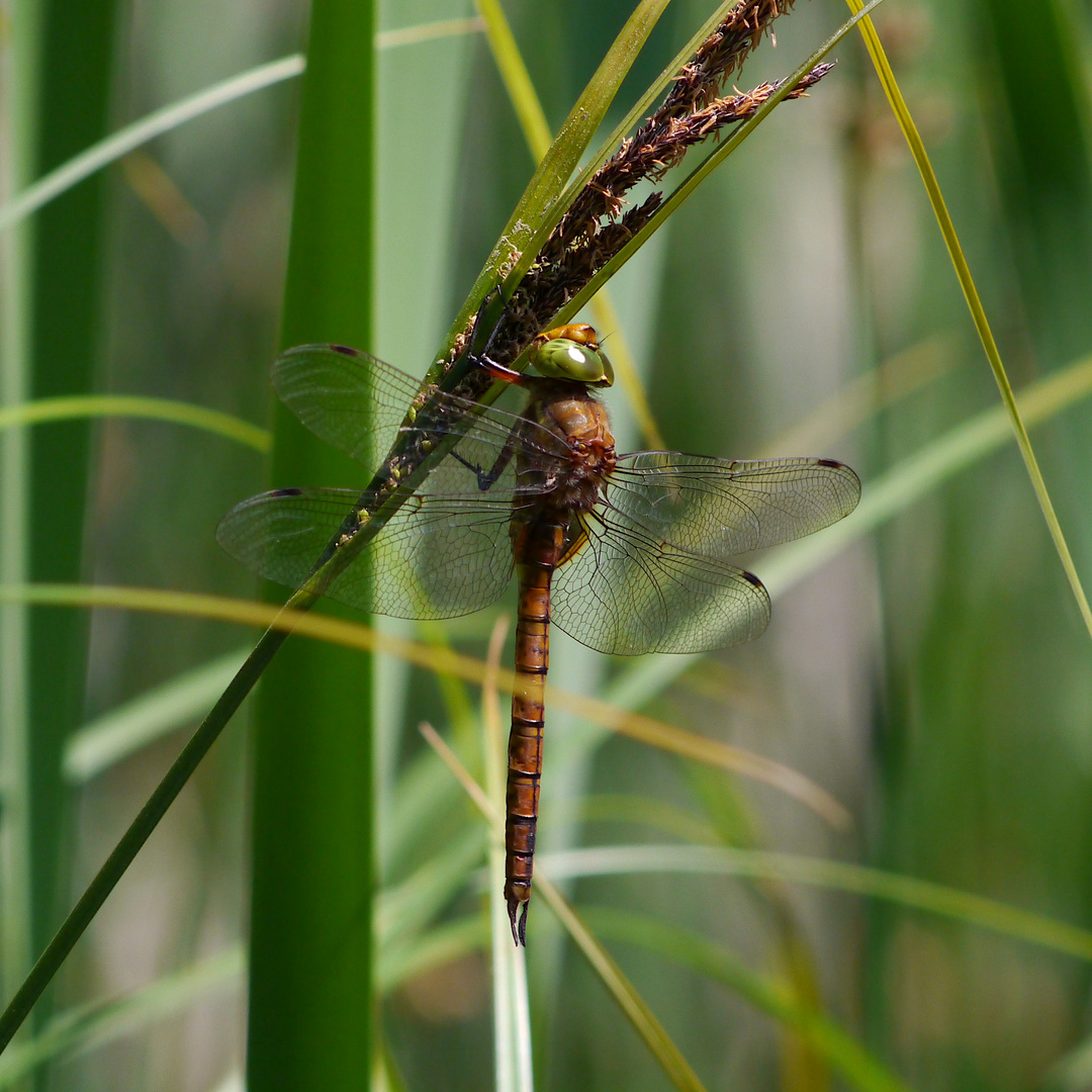 Fliegerpersönlichkeiten - Keilfleck-Mosaikjungfer