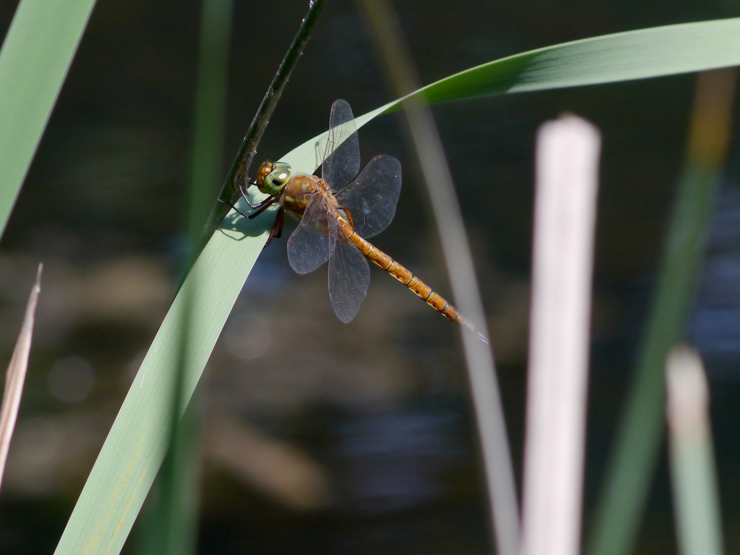 Fliegerpersönlichkeiten - Keilfleck-Mosaikjungfer