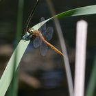 Fliegerpersönlichkeiten - Keilfleck-Mosaikjungfer