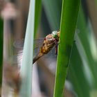 Fliegerpersönlichkeiten - Keilfleck-Mosaikjungfer