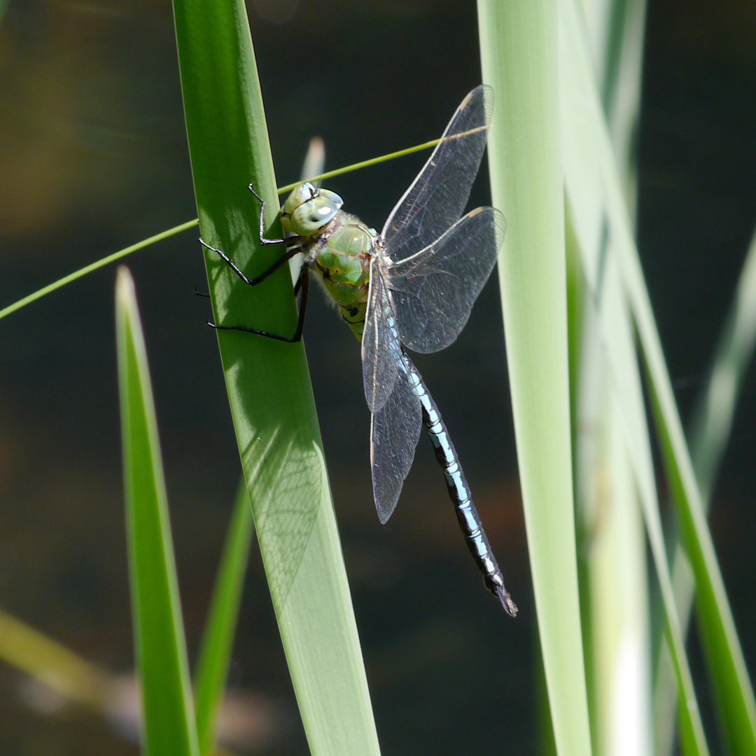 Fliegerpersönlichkeiten - Königs-Libelle (m)