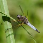 Fliegerpersönlichkeiten - Spitzenfleck