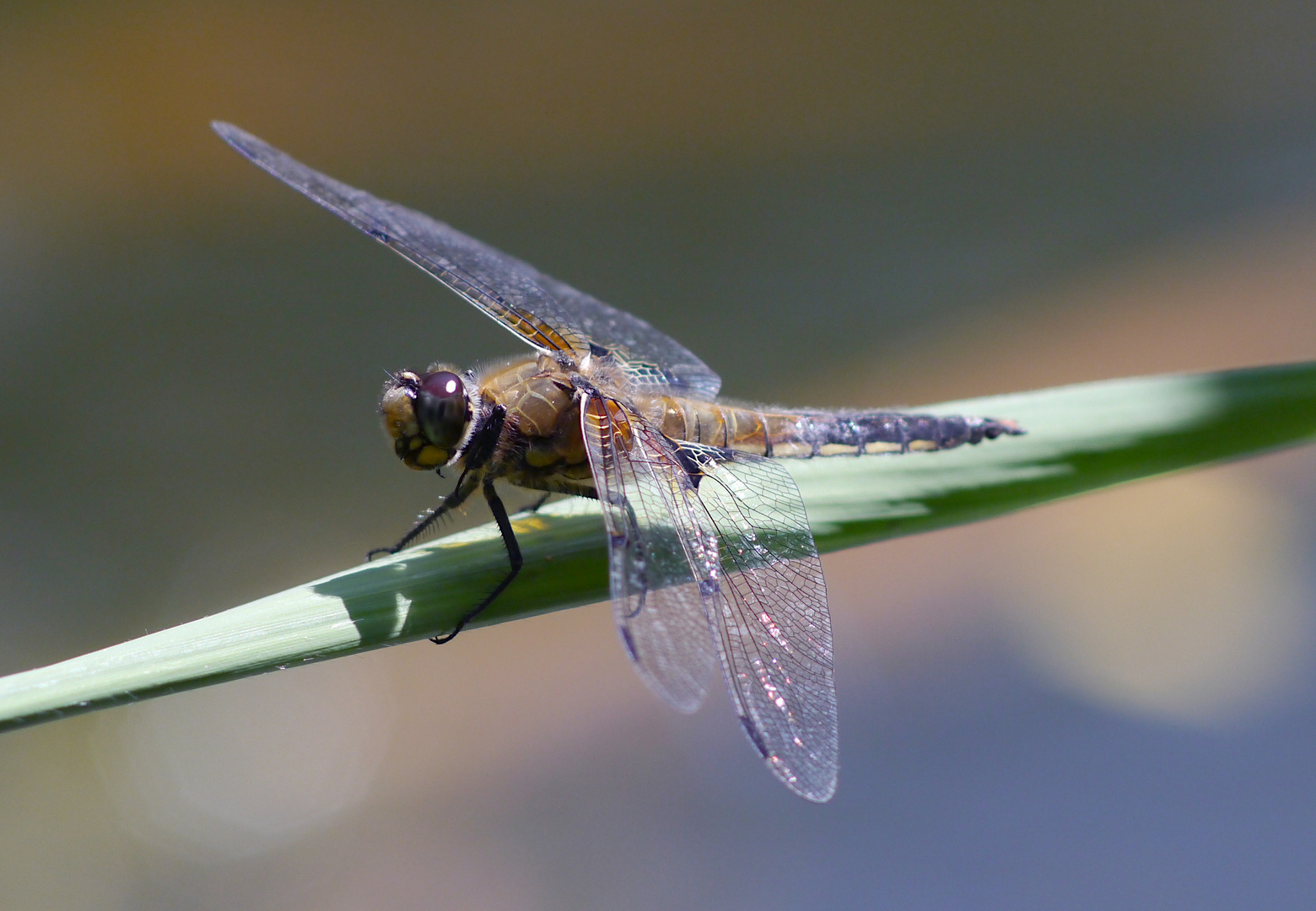 Fliegerpersönlichkeiten - Vierfleck