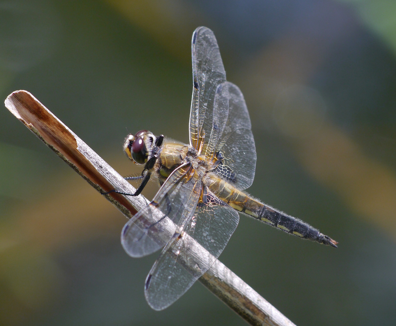 Fliegerpersönlichkeiten - Vierfleck