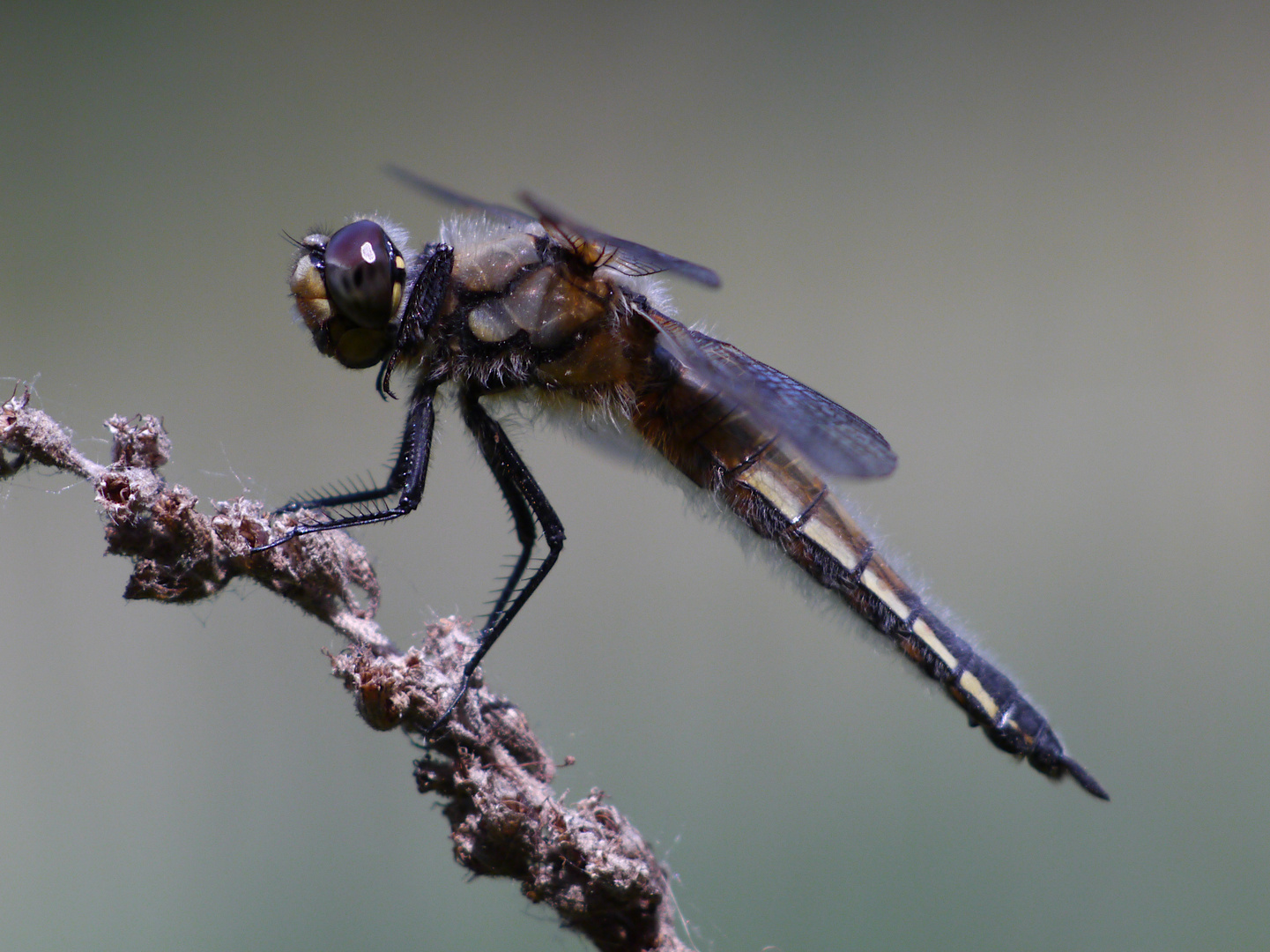 Fliegerpersönlichkeiten - Vierfleck Libelle