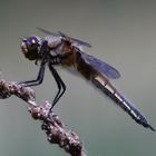 Fliegerpersönlichkeiten - Vierfleck Libelle