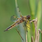 Fliegerpersönlichkeiten - Vierflecklibelle