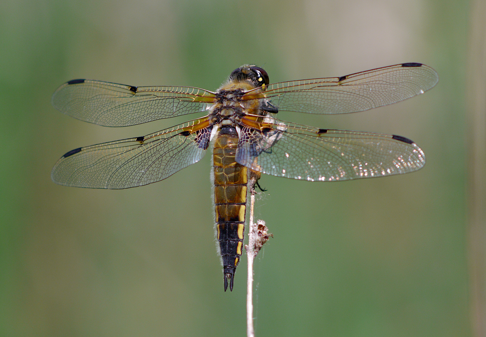 Fliegerpersönlichkeiten - Vierflecklibelle