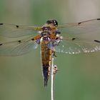 Fliegerpersönlichkeiten - Vierflecklibelle