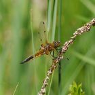 Fliegerpersönlichkeiten - Vierflecklibelle