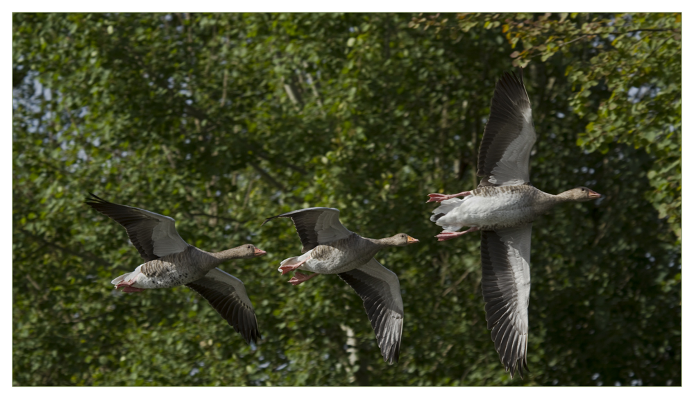 Fliegerstaffel