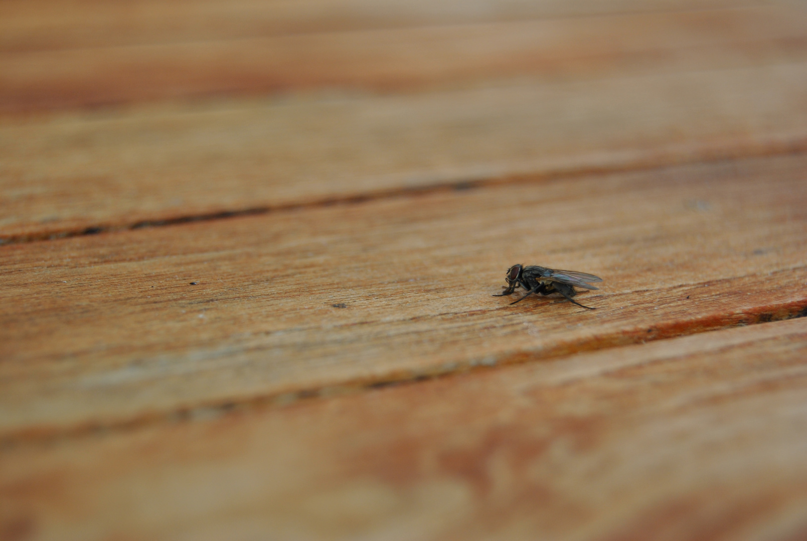 Fliege....Sonntagnachmittag auf dem Kaffeetisch