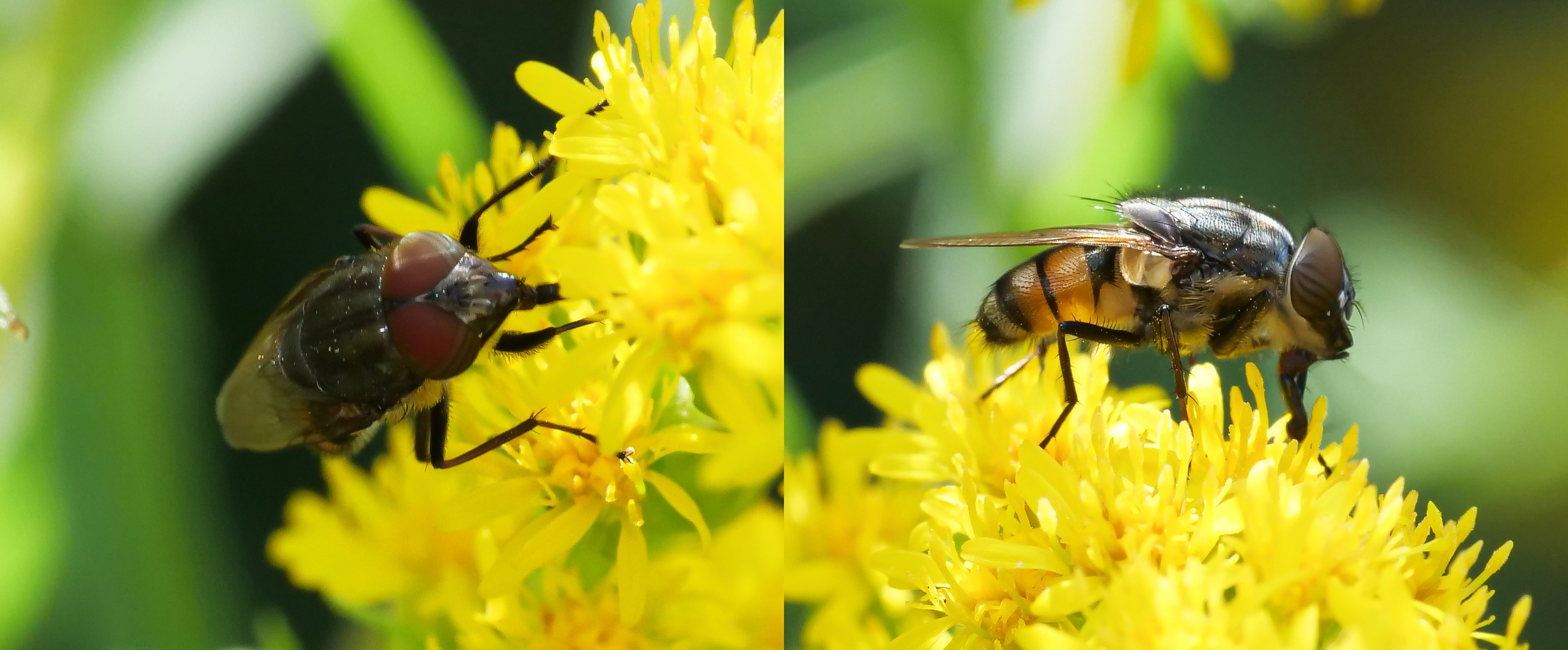 Fliege_Stomorhina Lunata_männlich