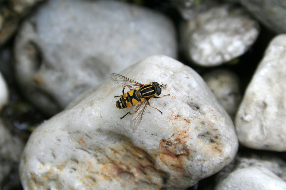 Fliegetier ó.O