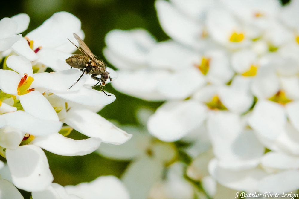 Fliegetierchen (1)