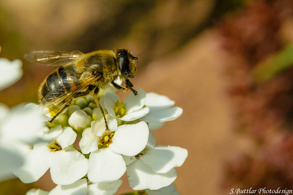 Fliegetierchen (3)