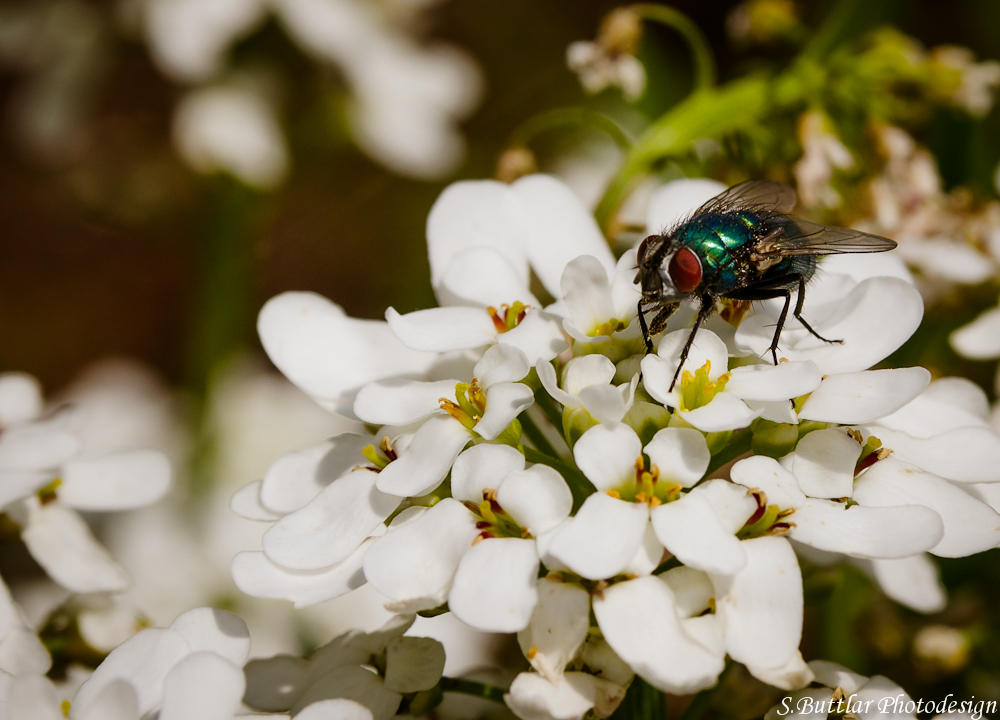 Fliegetierchen (5)