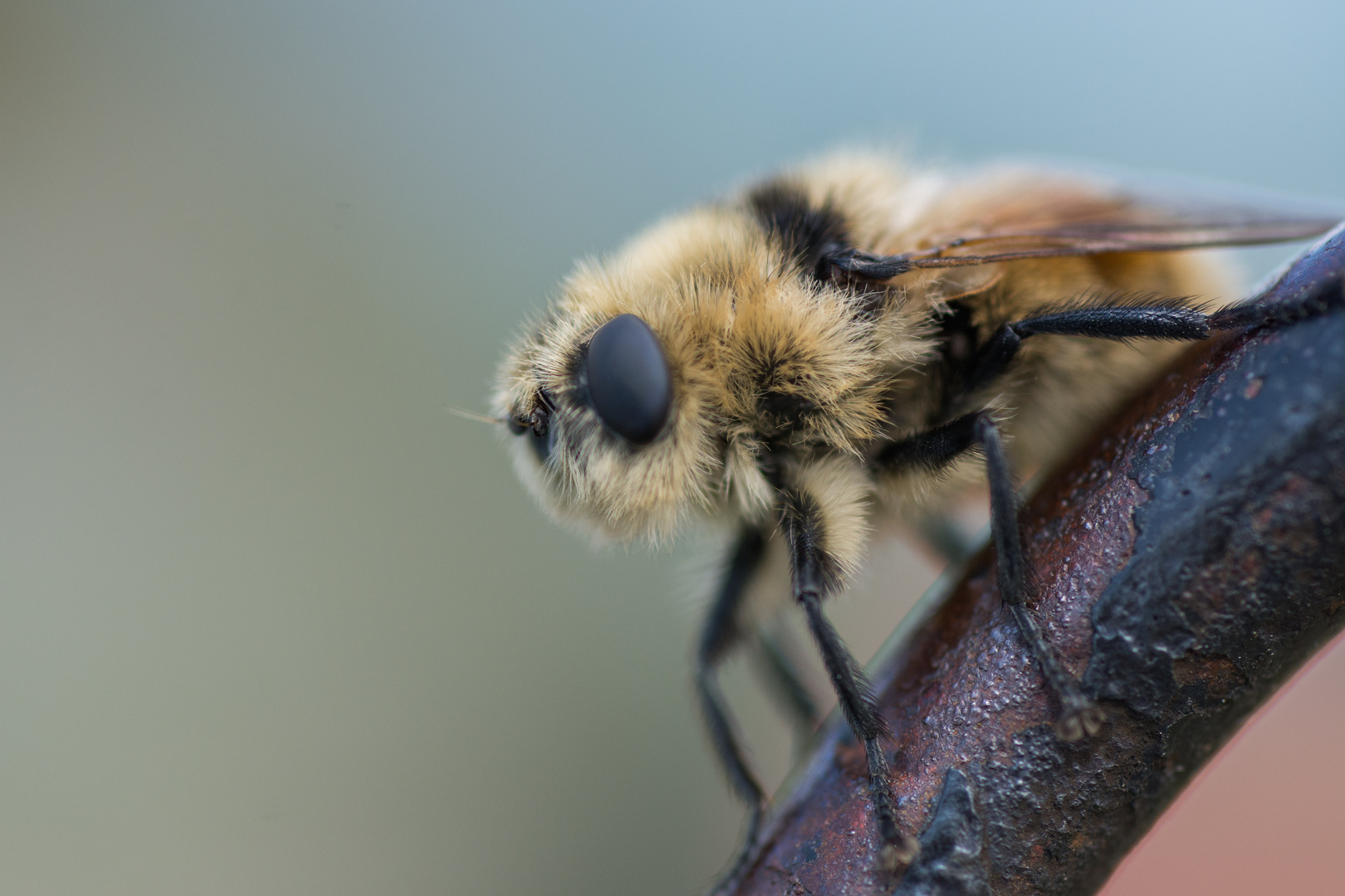 Fliegetierchen...